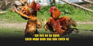 soi kèo đá gà QQ88
